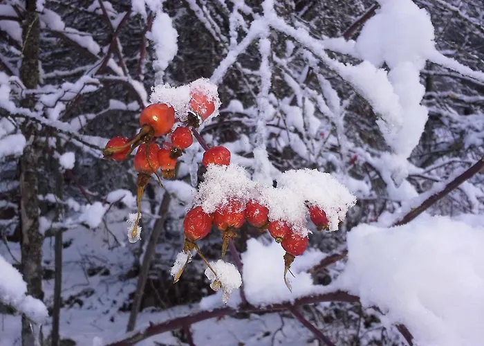 Haus Seppl * Ζόλντεν